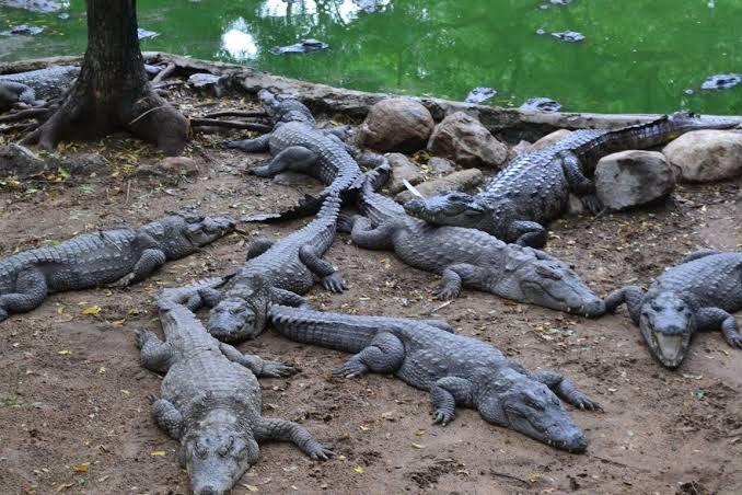 Dandeli sightseeing